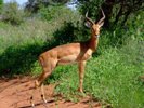 Male Gazelle